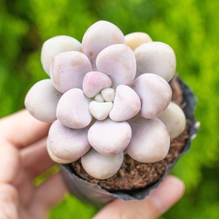 Sen đá sỏi hồng 5-7cm