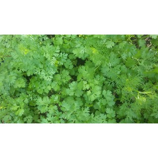 [HCM][Rau Củ Quả] - Gói 20g hạt giống ngò Bạc Liêu