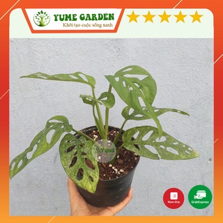 Cây  Monstera Adansoni (TRẦU BÀ LÁ LỖ) cây lá kiểng trang trí ban công, nhà cửa đẹp - xanhshop22