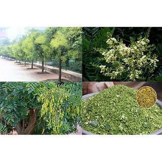 CÂY GIỐNG CÂY HOA HÒE