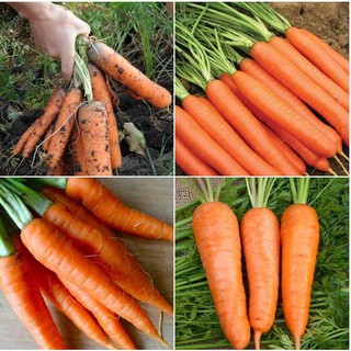 Hạt giống cà rốt chị nhiệt 0,5gram (TẶNG gói kích thích hạt nảy mầm)