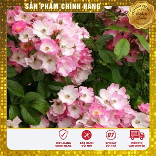 COMBO 2 gói hạt giống hoa hồng thơm F1 TẶNG 1 phân bón