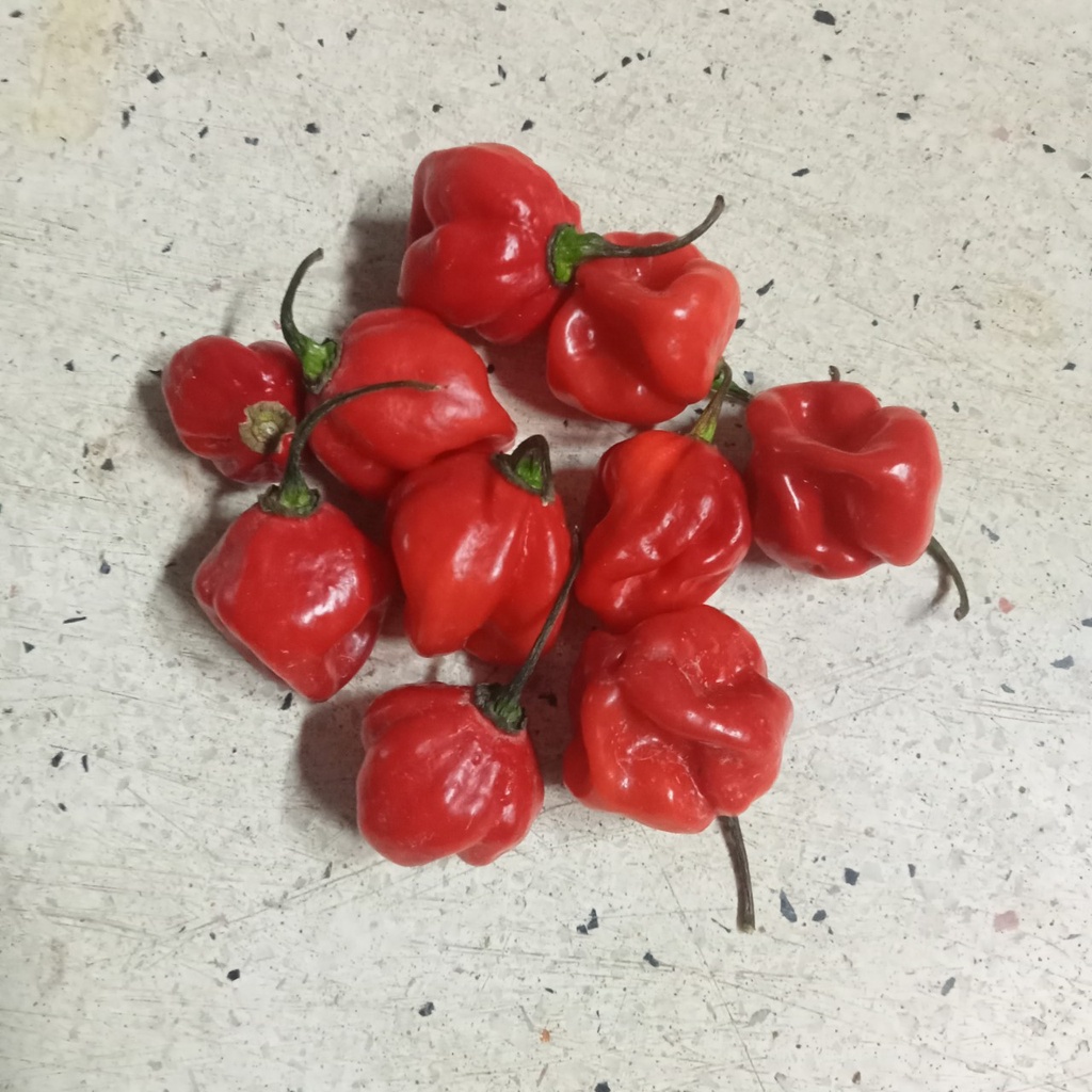 Combo 10 Hạt Giống Ớt Habanero
