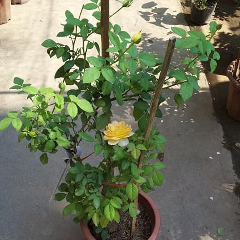 Hoa hồng Molineux rose màu vàng cam sang trọng- Vườn Hoa Melinhrose