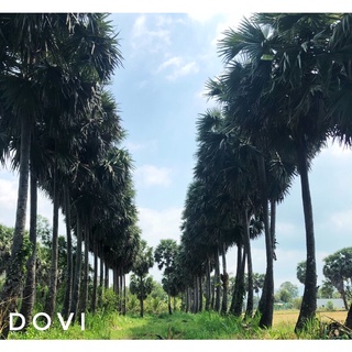 Thốt Nốt Rim 1kg