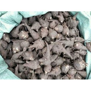 1kg củ ấu tẩu tươi