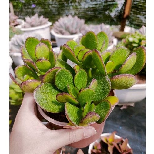 Sen đá THẠCH BÍCH - Size trung - Vườn Đà Lạt