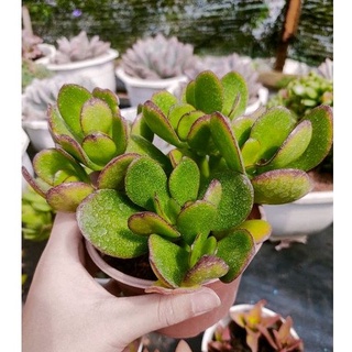 Sen đá thạch bích - size trung - vườn đà lạt