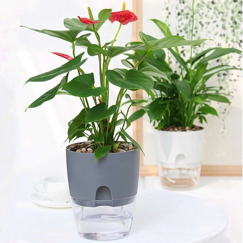 Chậu trồng cây mini Oliz A7. Chậu cây để bàn có chức năng tự tưới nước cho cây