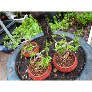 Cây Cần Thân Mini ( đã bao gồm chậu )