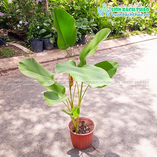 Cây dong bạc (dong lá bạc) trồng sân vườn