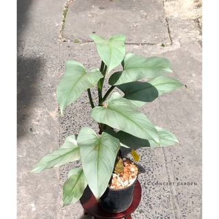 Trầu Bà Kiếm Bạc | Philodendron Hastatum