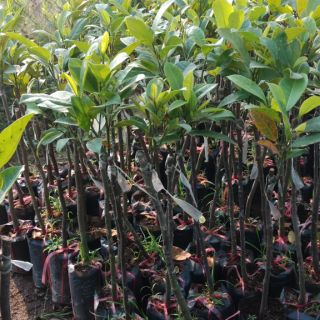 Cây mít tố nữ giống