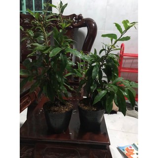 mai đại lộc cây trung