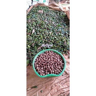 Hạt Macca ĐakLak sấy giòn nứt vỏ