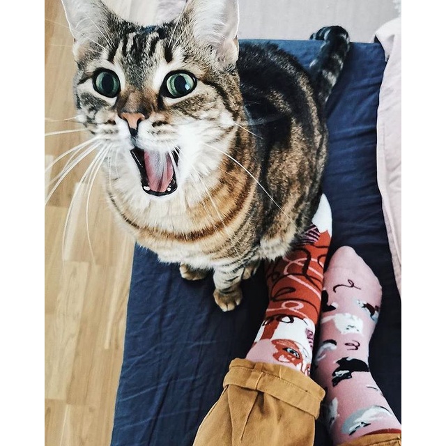 Tất(vớ) Nam Nữ họa tiết PLAYFUL CAT chất liệu cotton mềm mại đi êm chân và thấm hút mồ hôi và dễ chịu - PHÊ TẤT