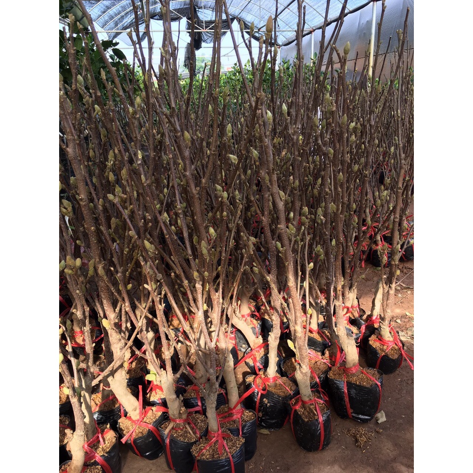 Cây giống mộc lan cho hoa tết - Magnoliaceae