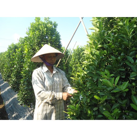 Bay leaves Lá nguyệt quế gói siêu to khổng lồ Sỉ Lẻ