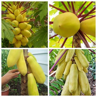  Gói 5 hạt giống đu đủ vỏ vàng F1 Thái Lan