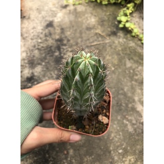 xương rồng trụ 6 cạnh