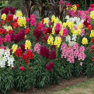 30 HẠT GIỐNG HOA MÕM SÓI NHIỀU MÀU
