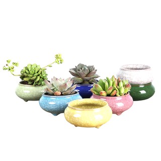 Chậu cây mini bằng gốm sứ dùng để trang trí