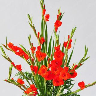 hạt giống củ hoa lay ơn nhiều màu