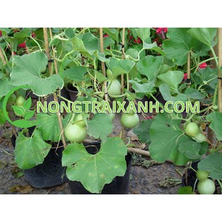 1GR - HẠT GIỐNG BẦU HỒ LÔ TÍ HON