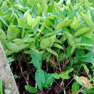 Cây roi đỏ thái giống  cây cao 60-80cm