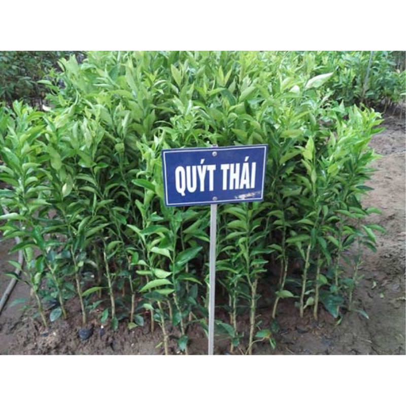 Cây Giống Quýt Đường Thái 70cm Nhanh Cho Trái