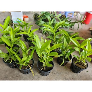 HOA LAN Denro nắng thơm robert