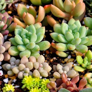 Hạt giống sen đá mix màu