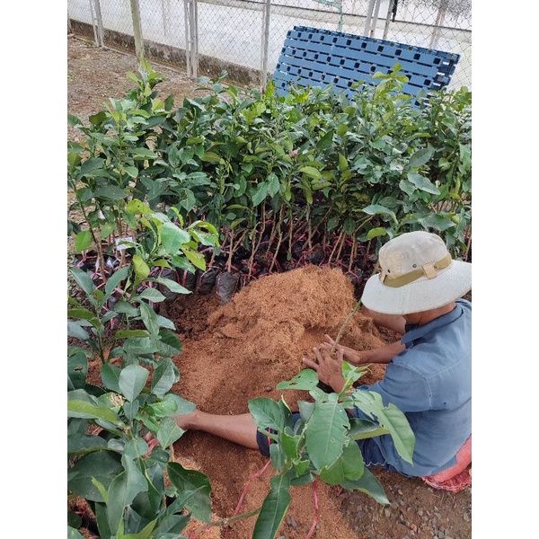 Mụn dừa Bến Tre trồng cây thoát nước bao to từ 9-10kí