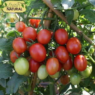 Hạt giống cà chua cherry đỏ chịu nhiệt