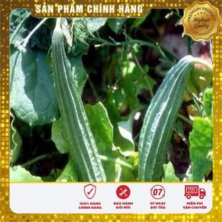 Hạt Giống Mướp Khía Thái Lan(10 hạt)