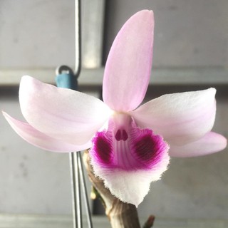 Lan Phi Điệp,Giả hạc số 8 (kie)