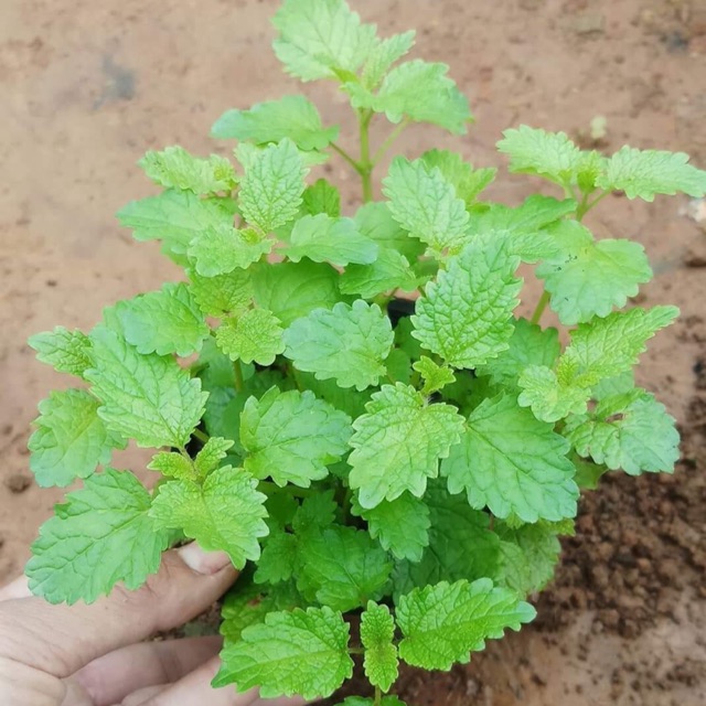 Cây Bạc hà chanh xả Lemon Balm