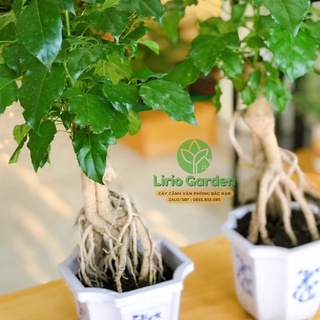 [ Quà Tặng Kèm ] Cây hạnh phúc bonsai