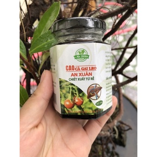 Cà gai leo an xuân - cao sệt chiết từ rễ