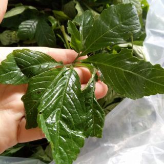 0.5kg trà dưỡng sinh giảo cổ lam sapa
