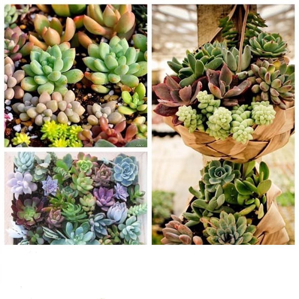 Hạt Giống Sen Đá Mỹ Mix Mini KHUYẾN MẠI SHOP MỚI HẠ GIÁ SỈ
