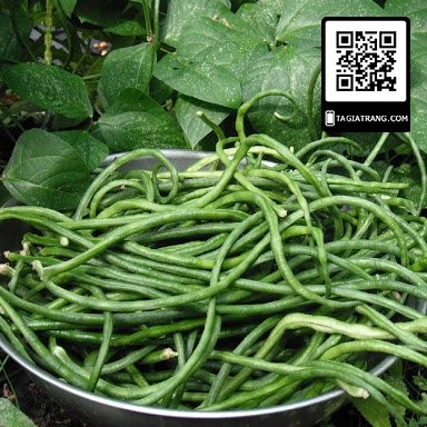 [Bán sỉ] - Hạt giống đậu đũa (đậu dải áo - đỗ gièo)