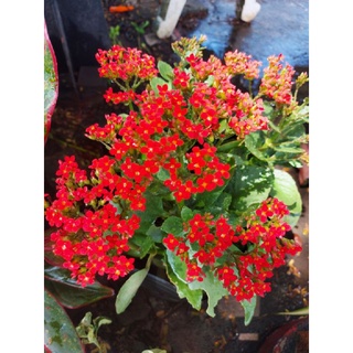 Cây sống đời hoa đỏ