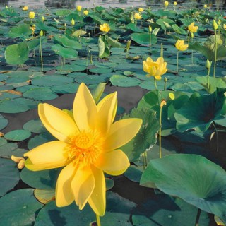 10 Hạt giống hoa sen ta (sen lớn) 3 màu vàng, hồng, trắng