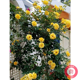 Cành Chiết Hồng Cổ Sơn La Vàng Cành Chiết Hoa Hồng