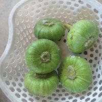 Cây vả giống