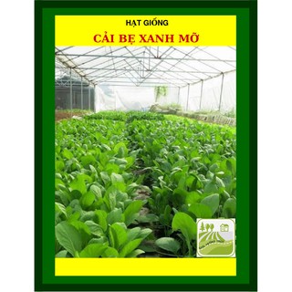 [GIỐNG CHỊU NHIỆT] 50G - Hạt Giống Cải Bẹ Xanh Mỡ