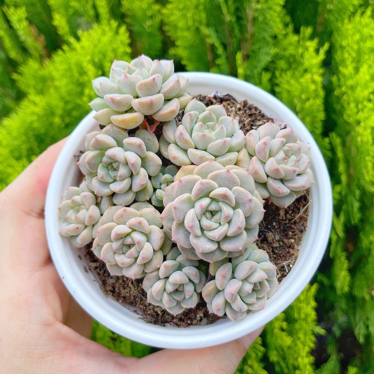 Sen đá hồng dâu 9-11cm - Vườn sen đá
