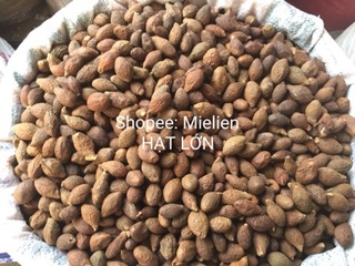 Hạt đười ươi Phan Rang loại 1 500g