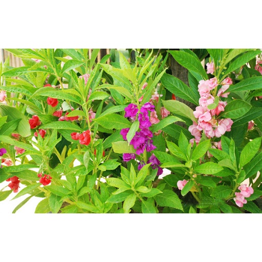 Hạt giống hoa móng tay mix màu (tặng kèm phân bón và kích mầm)